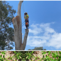 about-tree-spec