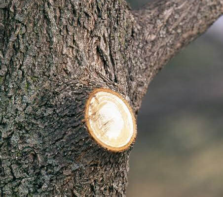 tree-pruning1