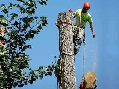 tree-removal10
