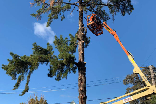 tree-removal2