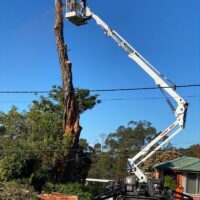 tree-spec-gallery