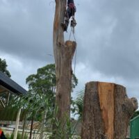 tree-spec-gallery-new