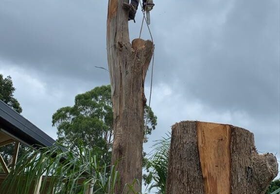 tree-spec-gallery-new