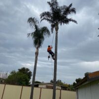 tree-spec-gallery-new_10