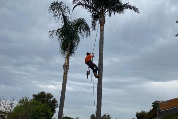 tree-spec-gallery-new_10