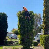 tree-spec-gallery-new_11