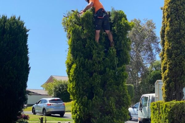 tree-spec-gallery-new_11