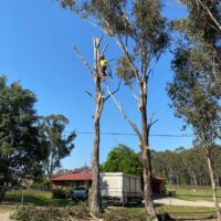 tree-spec-gallery-new_12