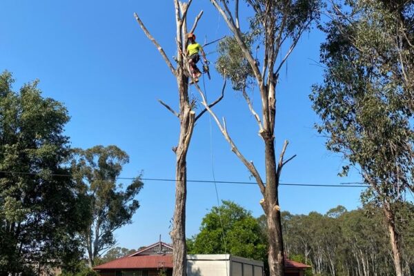 tree-spec-gallery-new_12