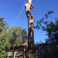 tree-spec-gallery-new_14