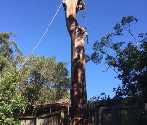 tree-spec-gallery-new_14