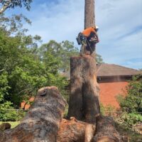 tree-spec-gallery-new_2