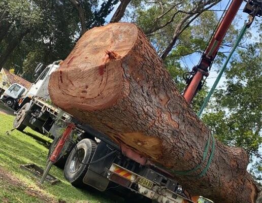 tree-spec-gallery-new_3