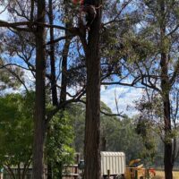 tree-spec-gallery-new_5