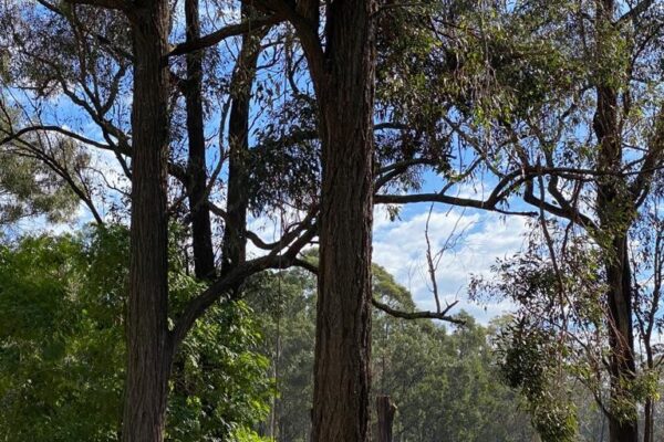 tree-spec-gallery-new_5