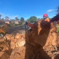 tree-spec-gallery-new_6