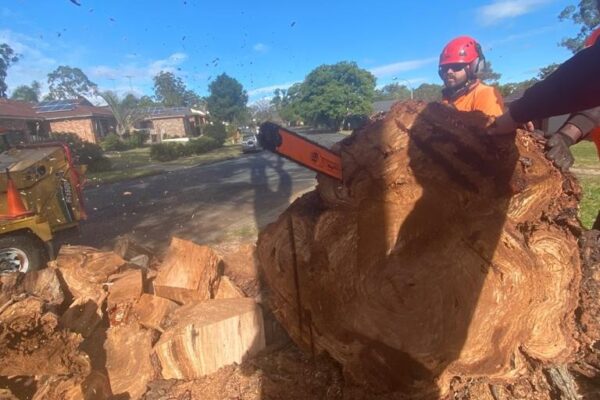 tree-spec-gallery-new_6