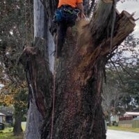tree-spec-gallery-new_7