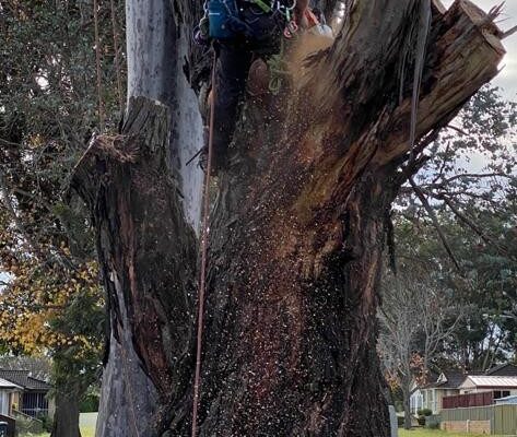 tree-spec-gallery-new_7