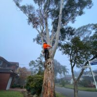 tree-spec-gallery-new_8