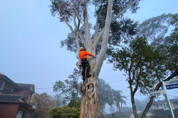 tree-spec-gallery-new_8