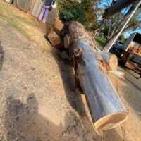 tree-spec-gallery-new_9