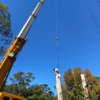 tree-spec-gallery_10