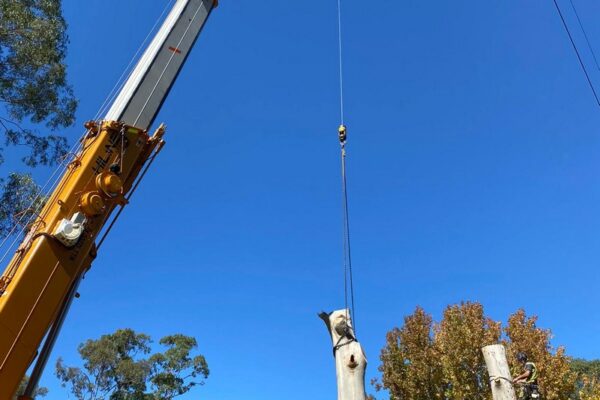 tree-spec-gallery_10