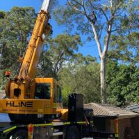 tree-spec-gallery_11