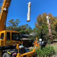 tree-spec-gallery_12