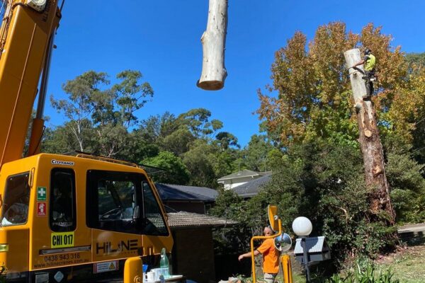 tree-spec-gallery_12