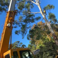 tree-spec-gallery_13