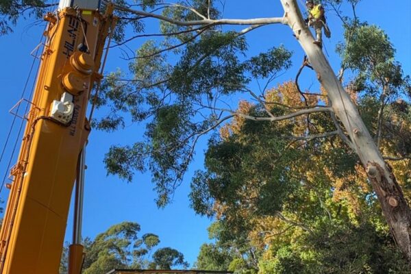 tree-spec-gallery_13