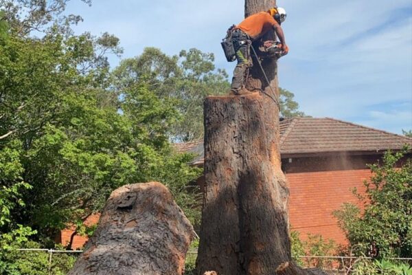 tree-spec-gallery_14