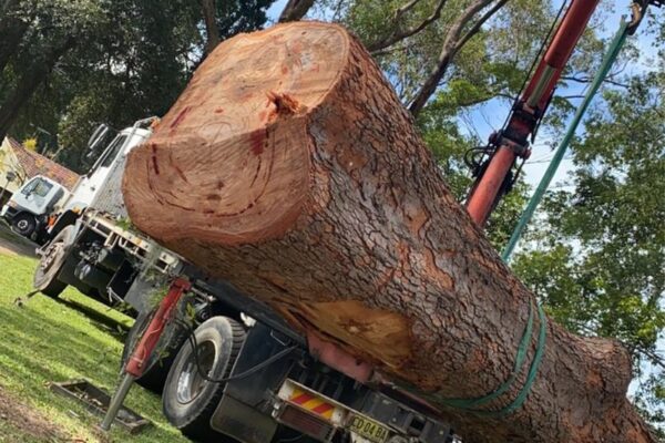 tree-spec-gallery_15