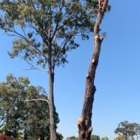 tree-spec-gallery_16
