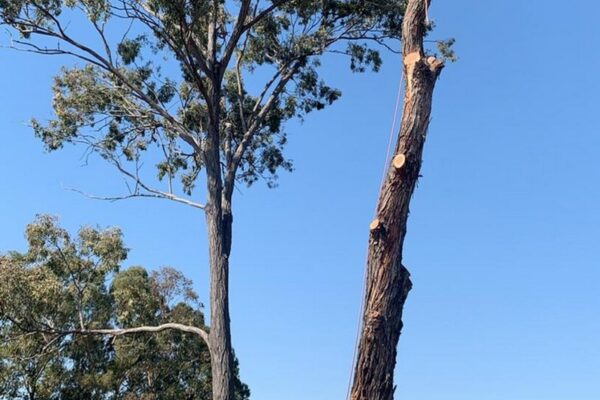 tree-spec-gallery_16