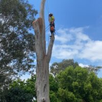 tree-spec-gallery_5