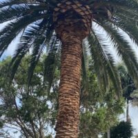 tree-spec-gallery_7