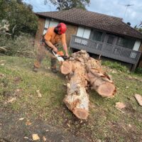 tree-spec-gallery_8