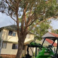 tree-spec-gallery_9